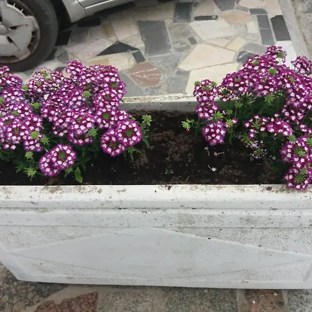 Vicino Al Mare 公寓 贾迪尼-纳克索斯